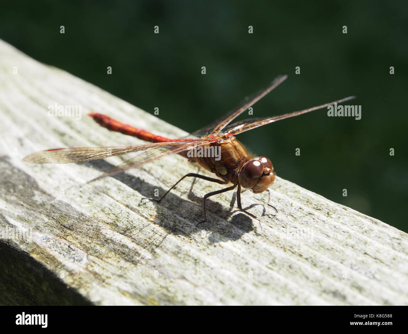 Dragonfly in einem englischen Garten Stockfoto