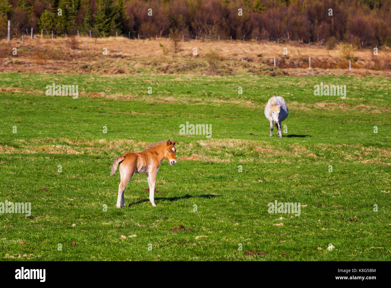 Braun isländischer Fohlen Pferd im Frühjahr während der sonnigen Tag Stockfoto