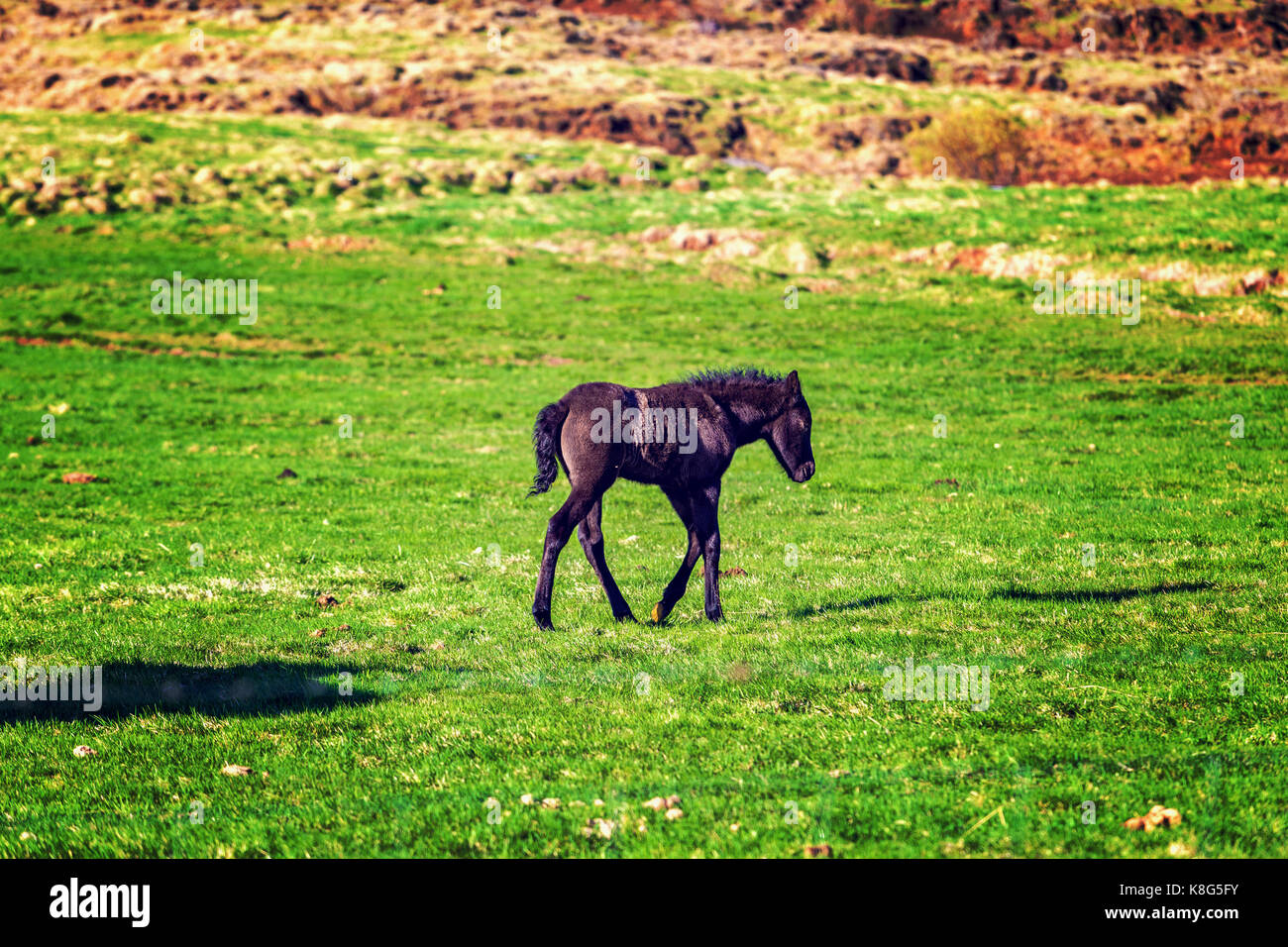 Schwarze isländische Fohlen Pferd im Frühjahr während der sonnigen Tag Stockfoto