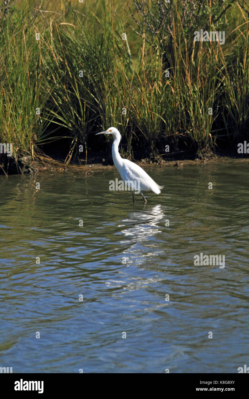 Snowy Egret, Egretta thula, Edwin B. Forsythe National Wildlife Refuge, New Jersey, USA Stockfoto