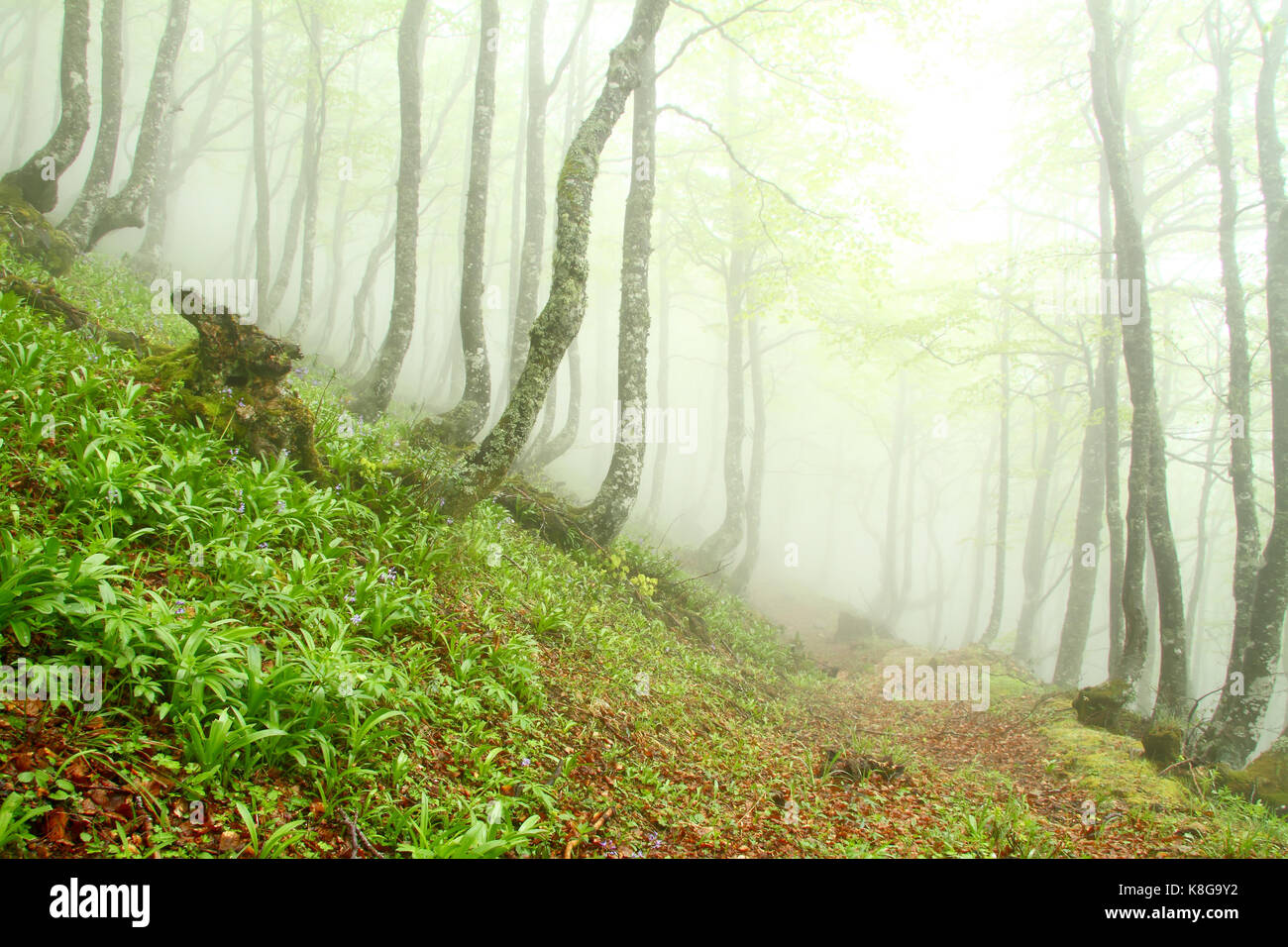 Feder Buche Wald im Nebel, Asturien. Spanien. Stockfoto