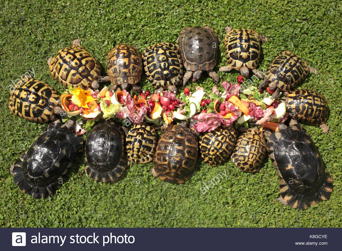 Turtle Eating Stockfotos & Turtle Eating Bilder Alamy