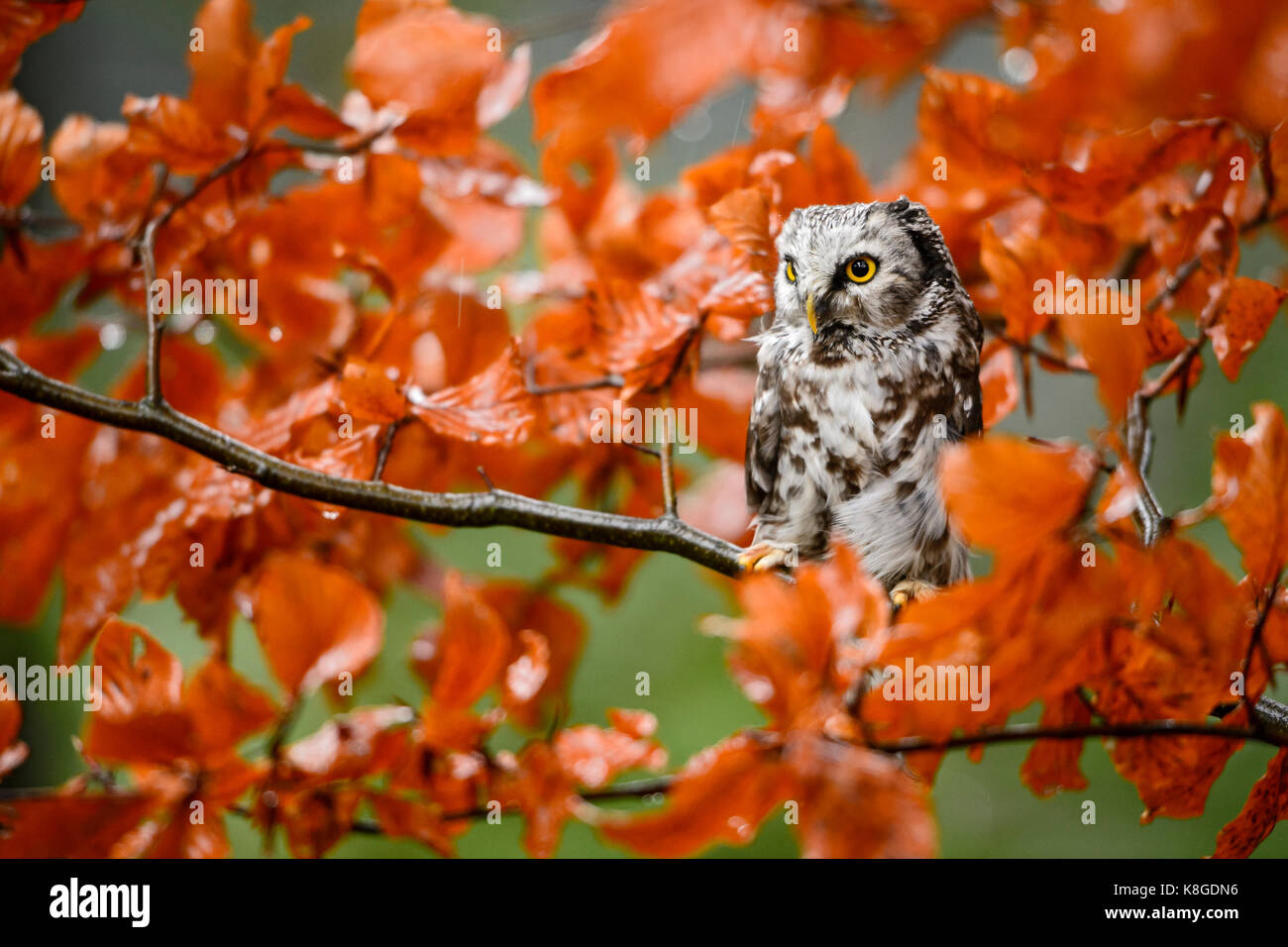 Tengmalm's Owl-Aegolius funereus Stockfoto