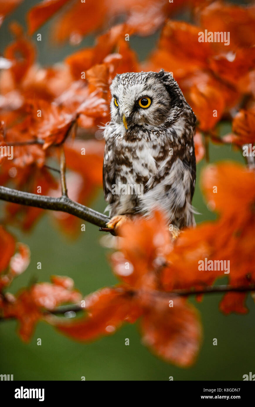 Tengmalm's Owl-Aegolius funereus Stockfoto