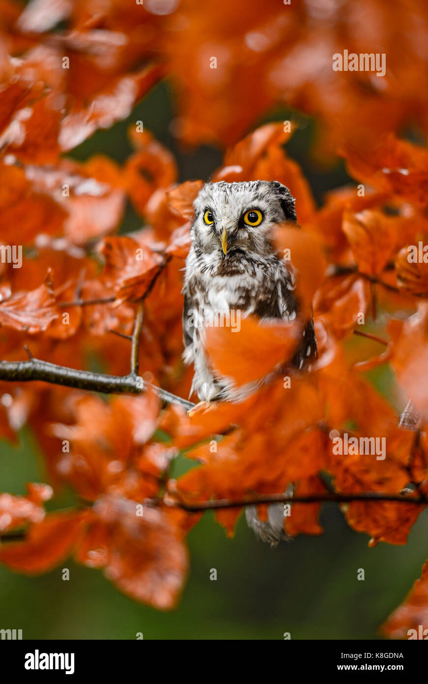 Tengmalm's Owl-Aegolius funereus Stockfoto