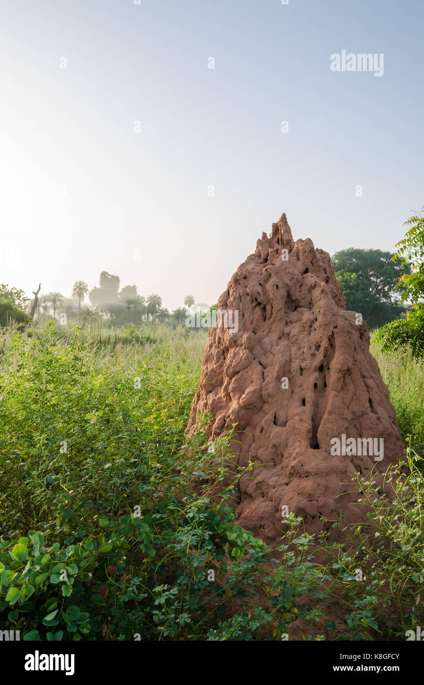 Sehr große Termite Hill in zwischen hohen Gras am frühen Morgen Landschaft, Gambia, Westafrika. Stockfoto