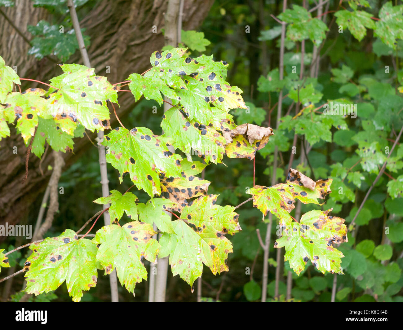 Nahaufnahme der schwarze Punkt auf grünen Wald Blätter Stockfoto
