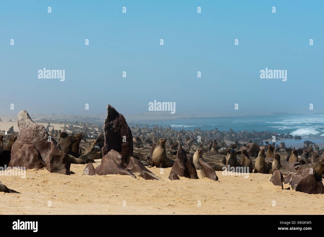 Cape fur Seal Colony (Arctocephalus pusilus), Skeleton Coast National Park, Namibia Stockfoto