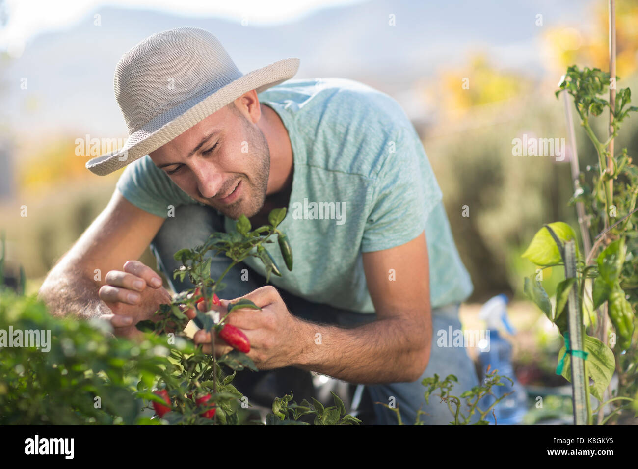 Junger Mann in Garten, Prüfung chilis auf Anlagen Stockfoto