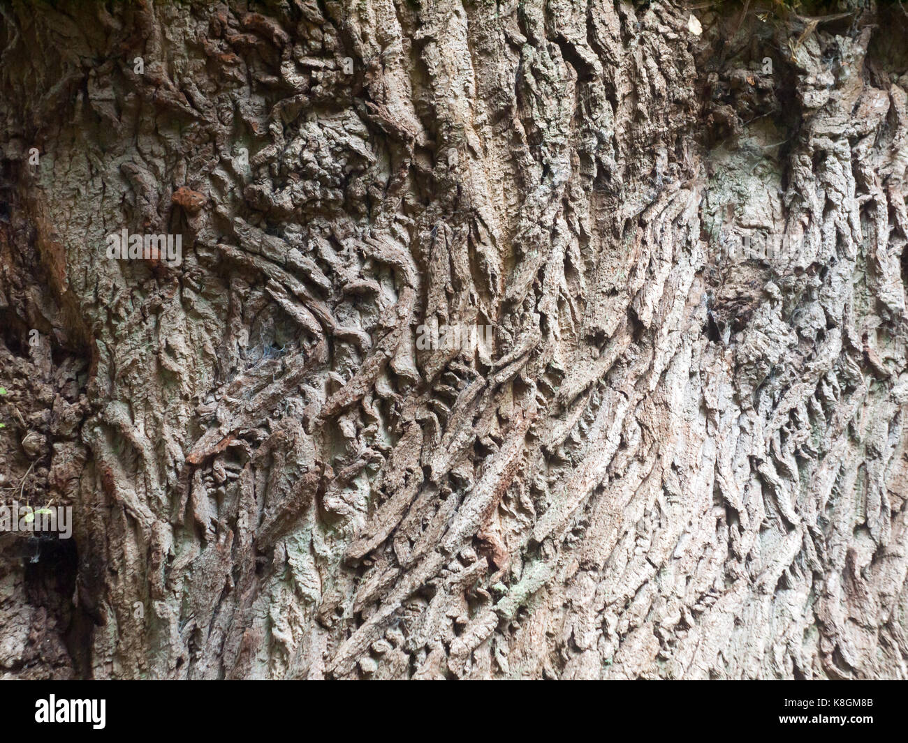 Nahaufnahme Raue Rinde Textur Hintergrund Holz Eiche Stockfotografie Alamy