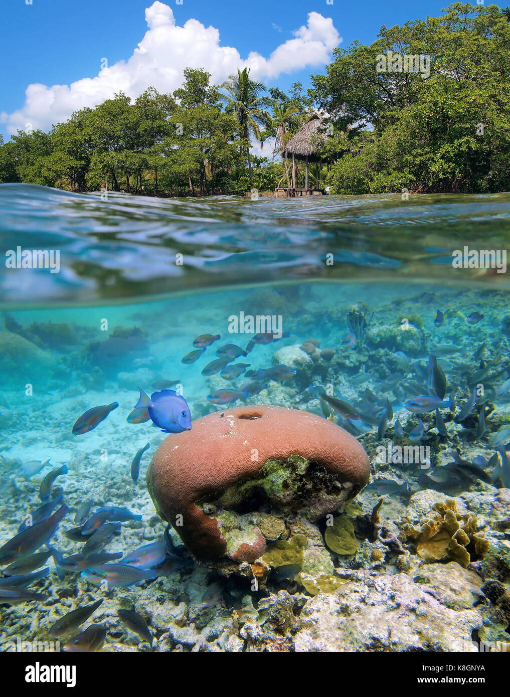 Oberhalb und unterhalb der Meeresoberfläche tropischen Küste mit einer Hütte über Wasser und Koralle mit einem Schwarm von Fischen unter Wasser, Karibik, Mittelamerika, Panama Stockfoto