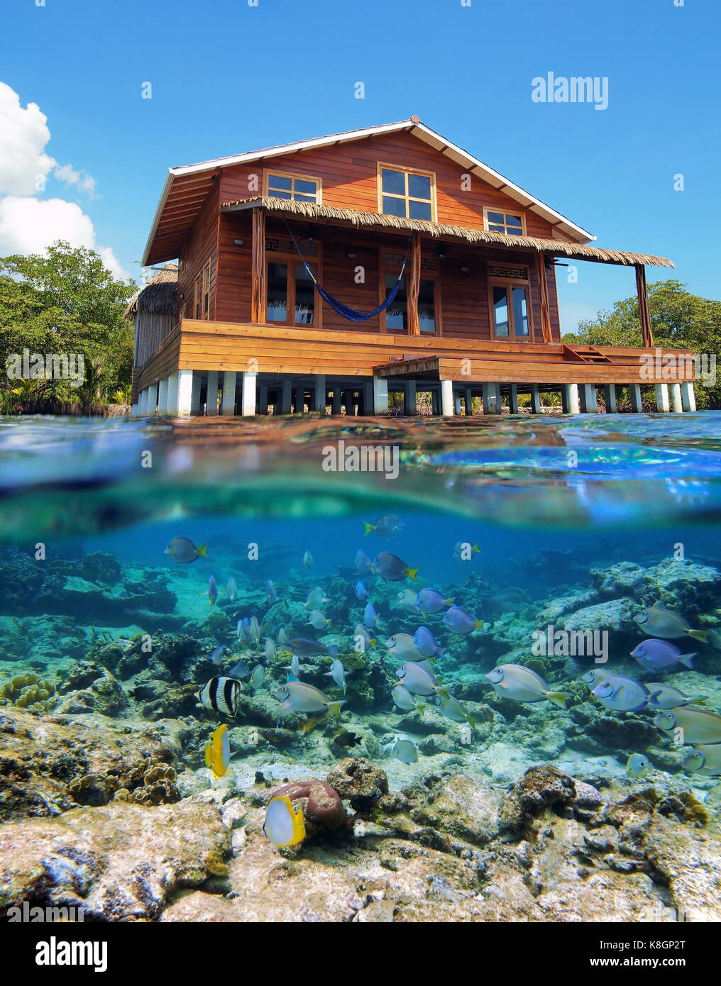 Oberhalb Und Unterhalb Der Meeresoberflache Mit Einem Tropischen