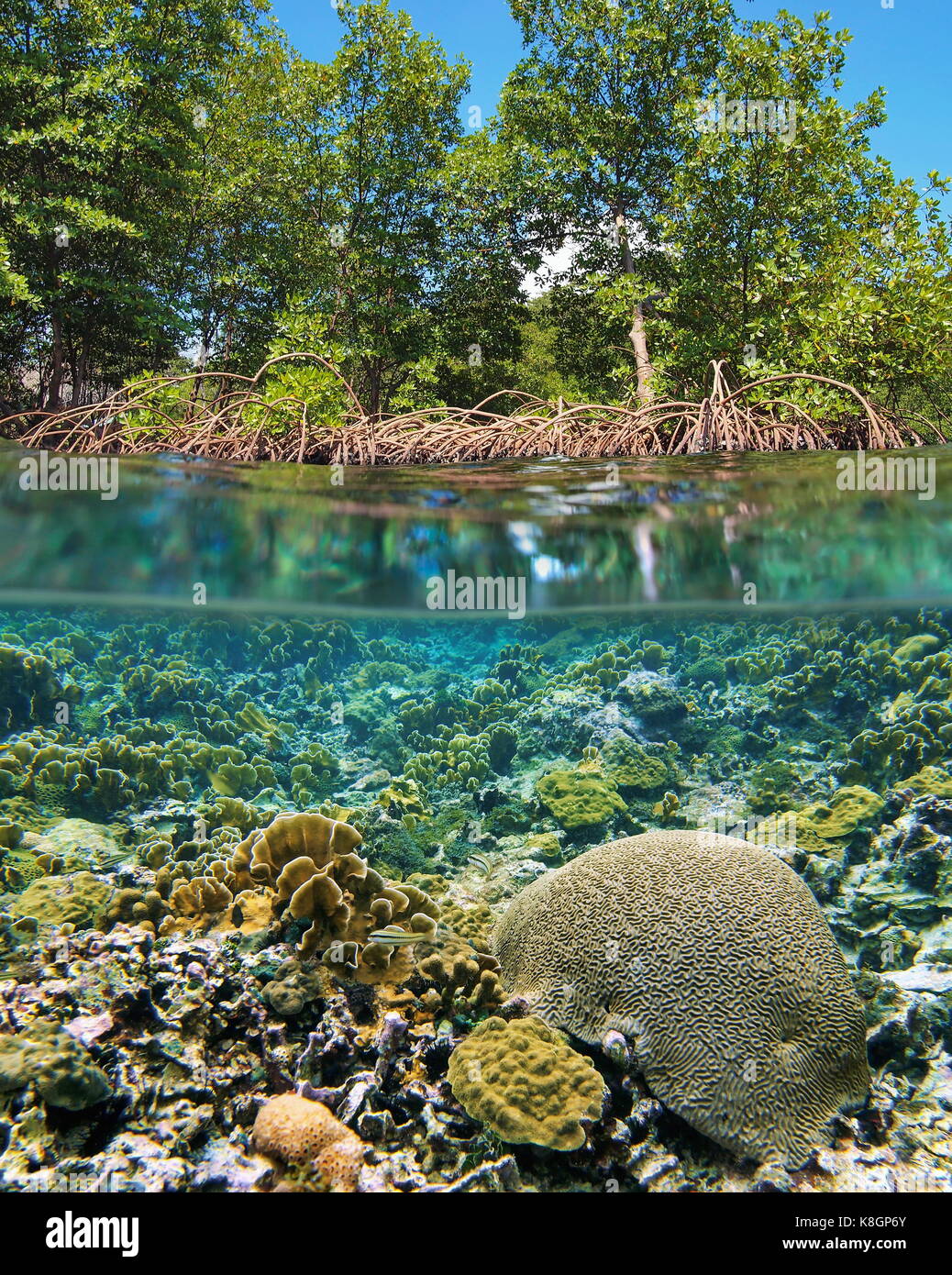 Oberhalb und unterhalb der Meeresoberfläche Mangroven über Wasser mit einem seichten Coral Reef Unterwasser, Karibik, Mittelamerika, Panama Stockfoto