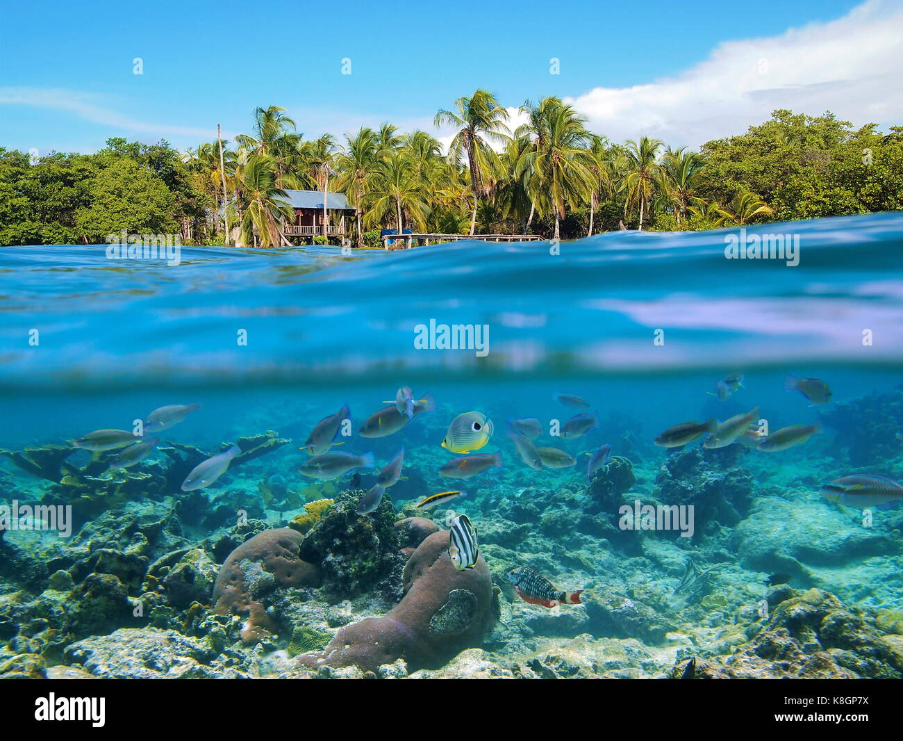 Oberhalb und unterhalb der Meeresoberfläche tropischen Küste mit einer Hütte und Kokospalmen über Wasser und Koralle mit einem Schwarm von Fischen unter Wasser, Karibik, Panama Stockfoto