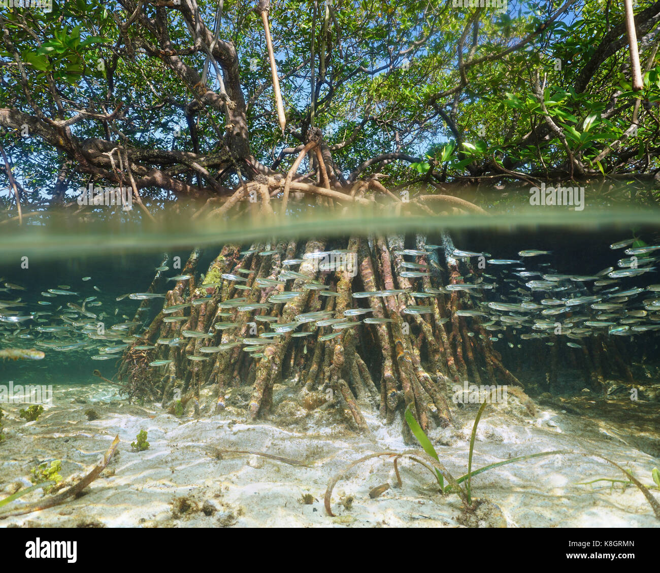 Split-Ansicht der Mangroven-Baum im Wasser oben und unterhalb der Meeresoberfläche mit Wurzeln und Schule der Fische unter Wasser, Caribbean Stockfoto