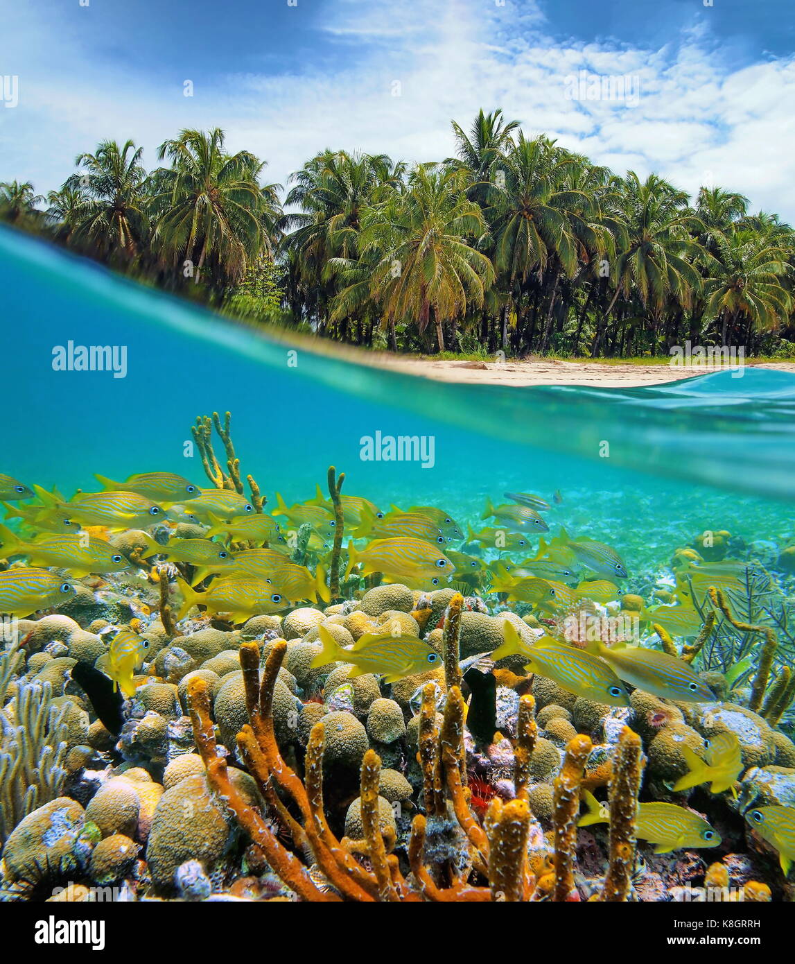 Über und unter Wasser in der Nähe von einem tropischen Meer mit Kokospalmen und ein Korallenriff mit einer Schule von Fischen unter Wasser, Karibik, Panama Stockfoto