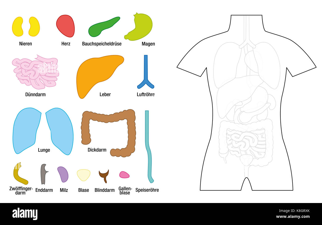 Innere Organe Vorlage für die pädagogische Nutzung - innere Organe, geschnitten und gefärbt werden - deutsche Beschriftung! - Abbildung auf weißem Hintergrund. Stockfoto