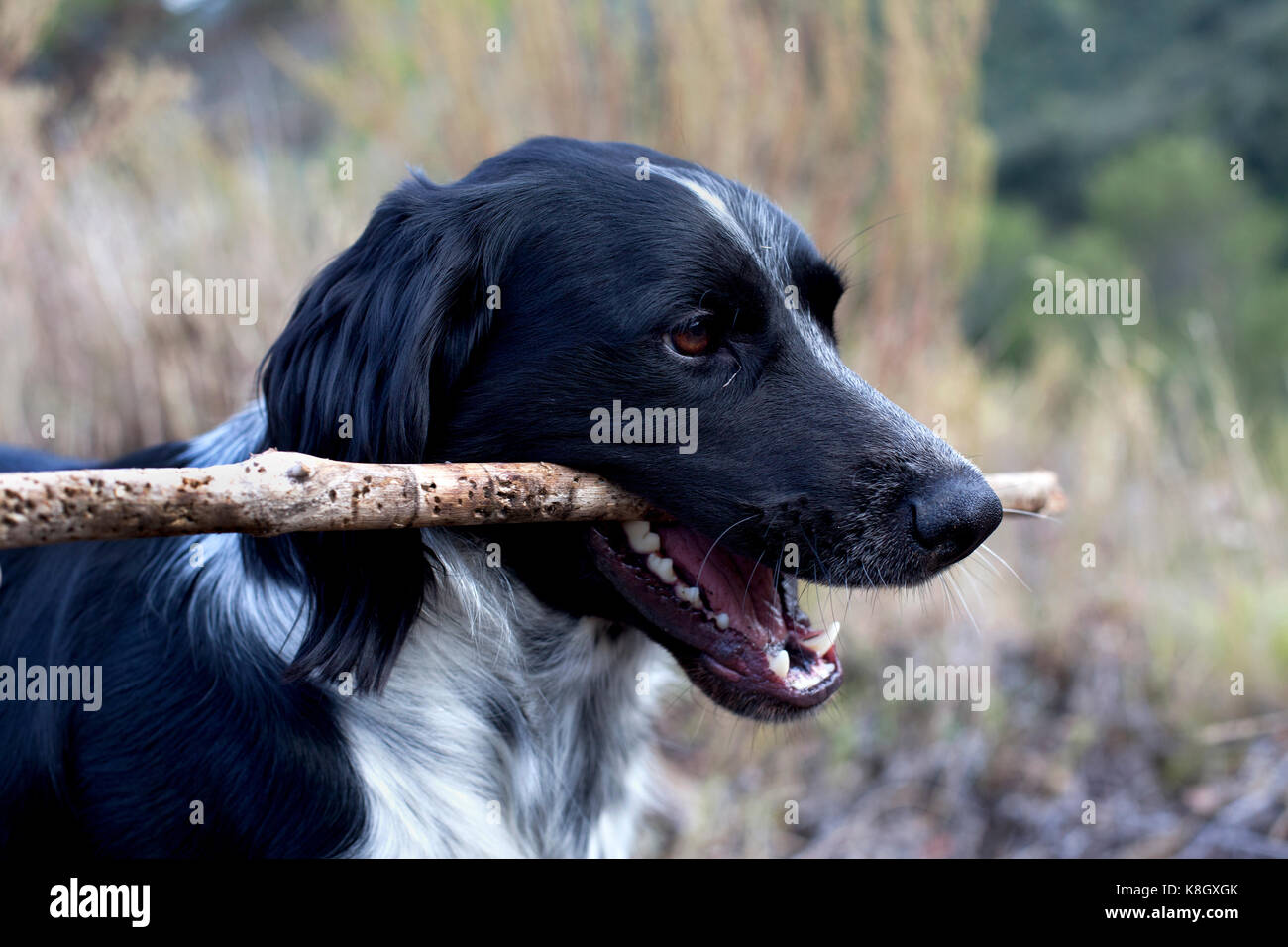 Hund mit Stock im Maul, Tarragona, Spanien. Stockfoto