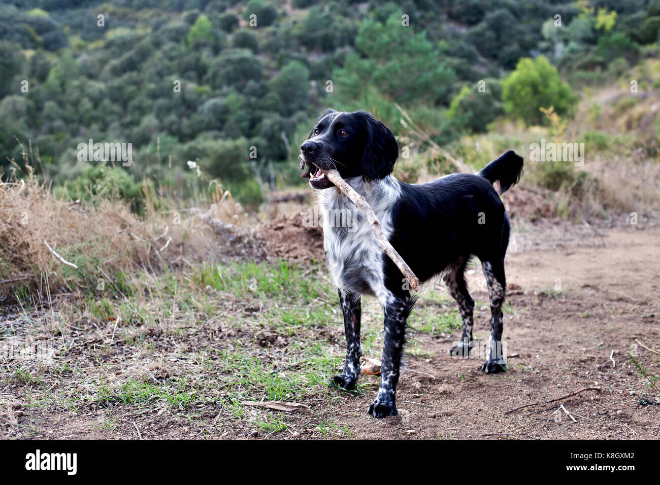 Hund mit Stock im Maul, Tarragona, Spanien. Stockfoto