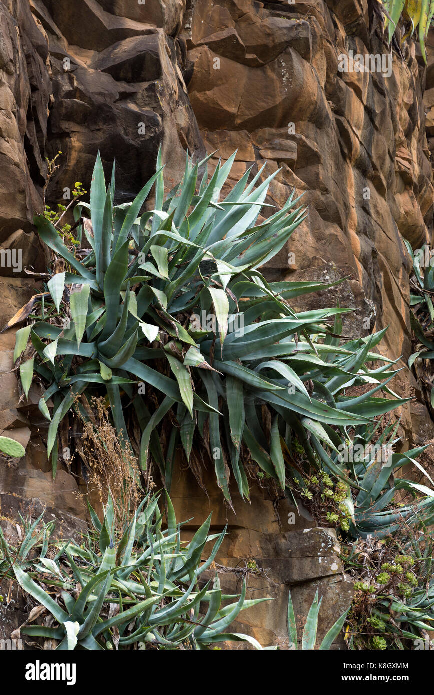 Aloe Pflanzen an einer senkrechten Wand aus vulkanischem Gestein Stockfoto