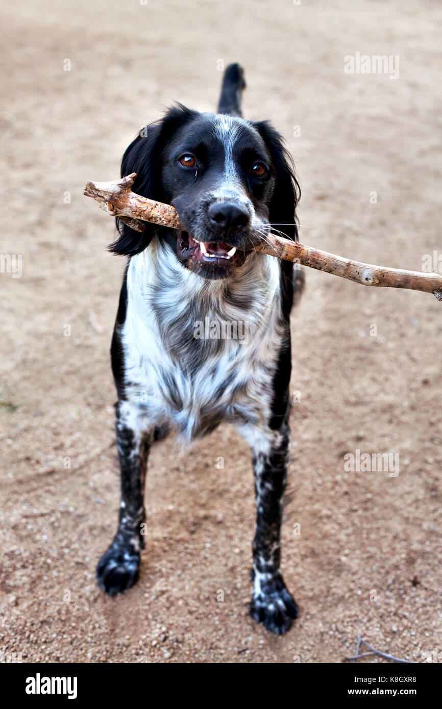 Hund mit Stock im Maul, Tarragona, Spanien. Stockfoto