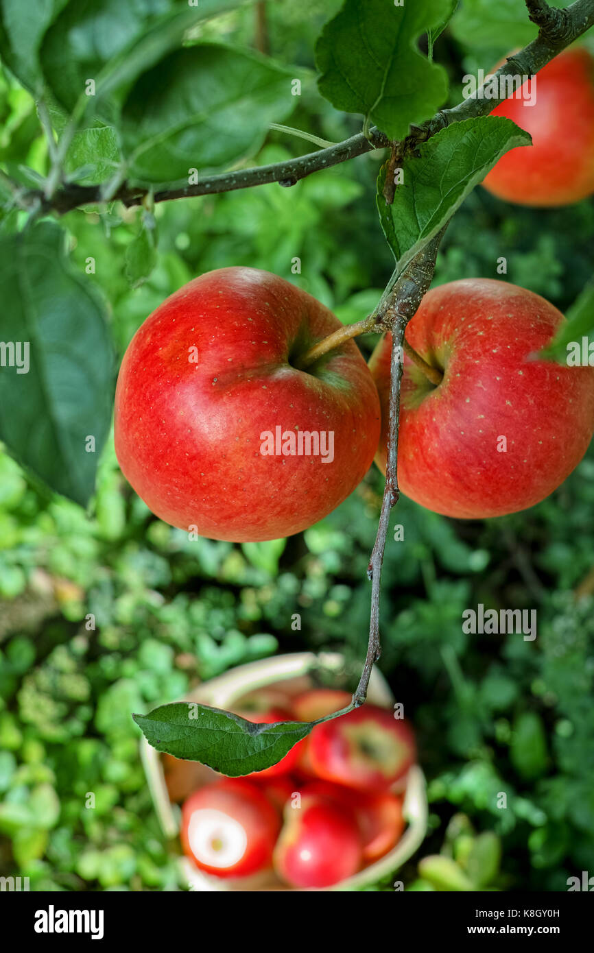 Frische Ernte Von Orgenic Reife Rote Apfel Saisonalen Arbeiten Im