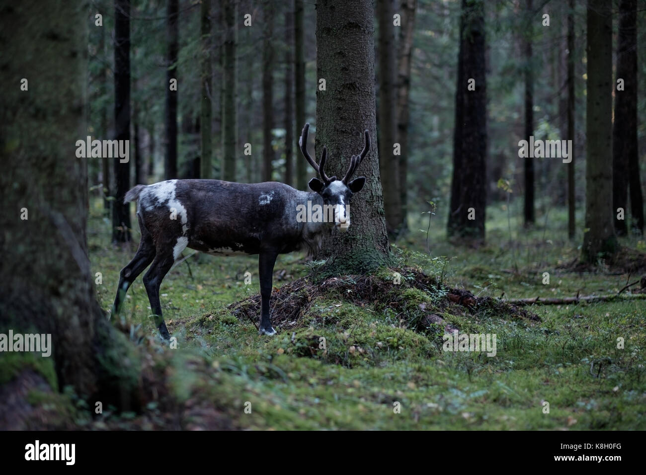 Ein Rentier mit großen Hörnern Spaziergänge durch einen dunklen Wald im Herbst. Stockfoto