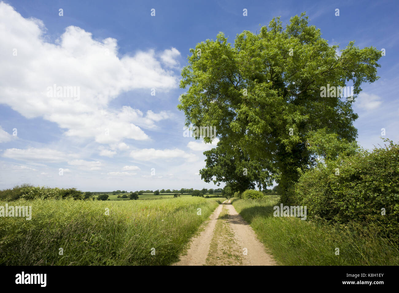 Landschaft von Norfolk Stockfoto