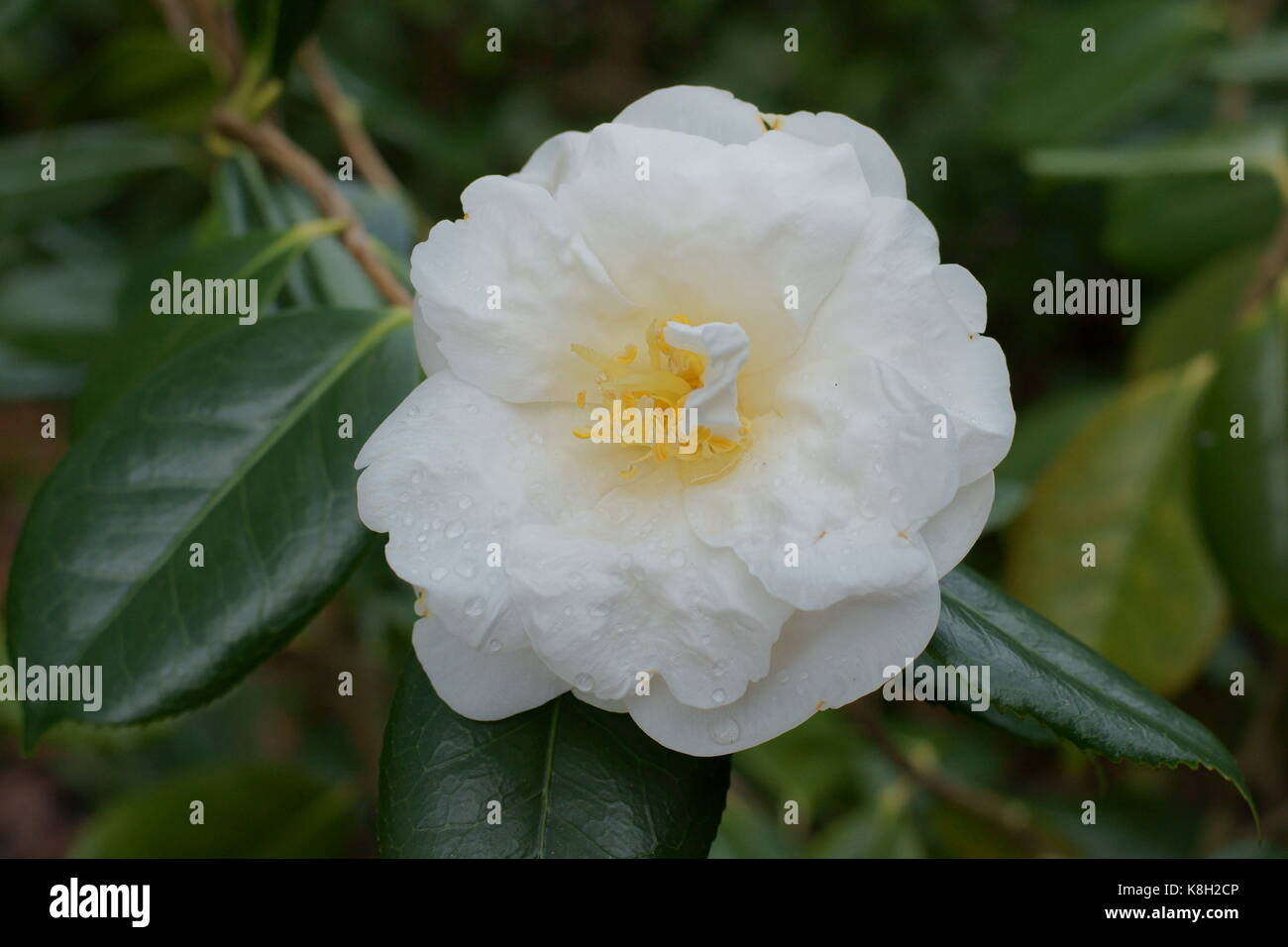 Camellia Japonica "White Nonne" Stockfoto