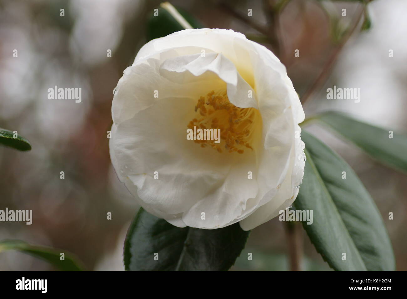 Camellia Japonica "White Nonne" Stockfoto