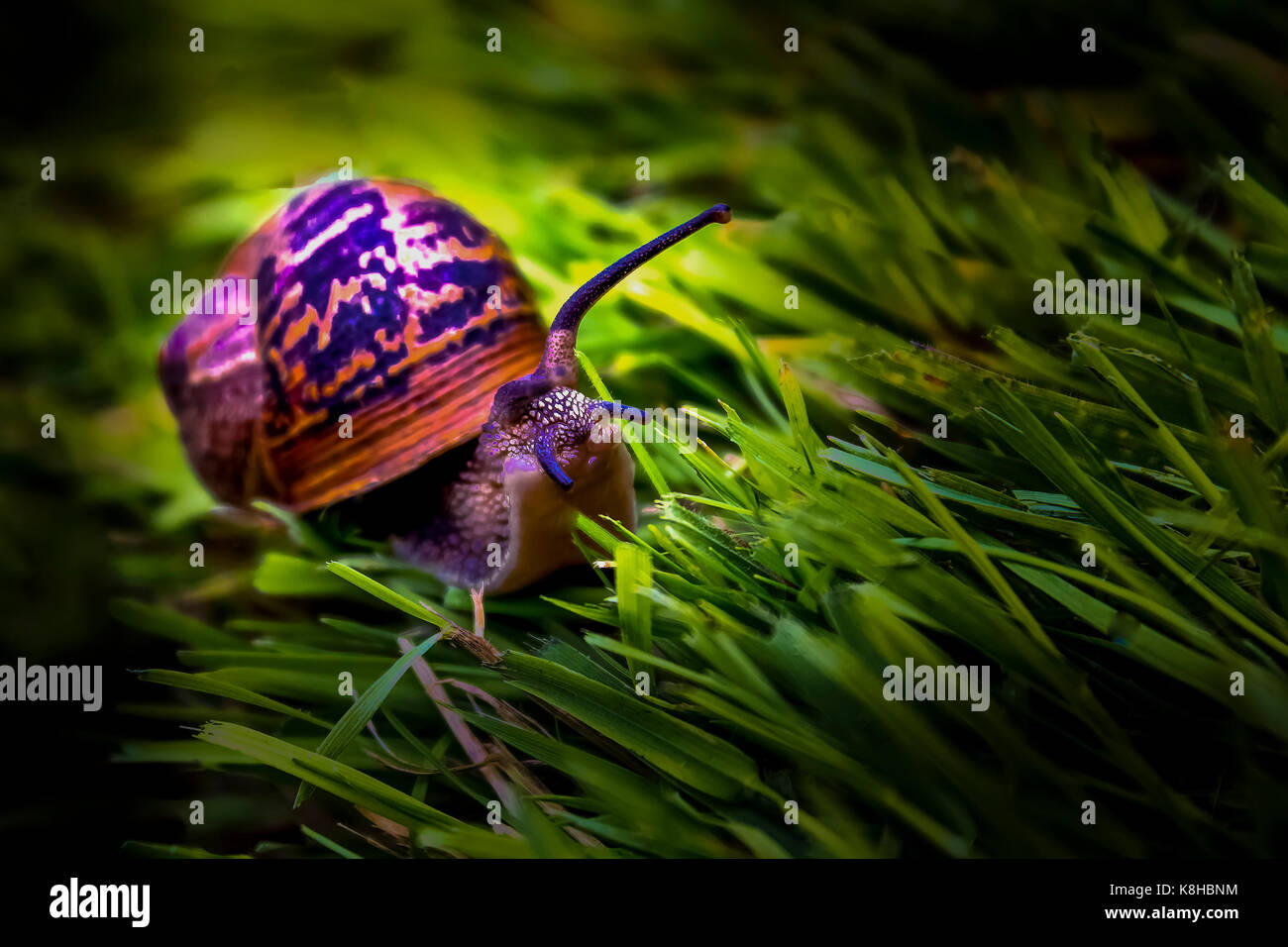 Schnecke im Rasen Stockfoto