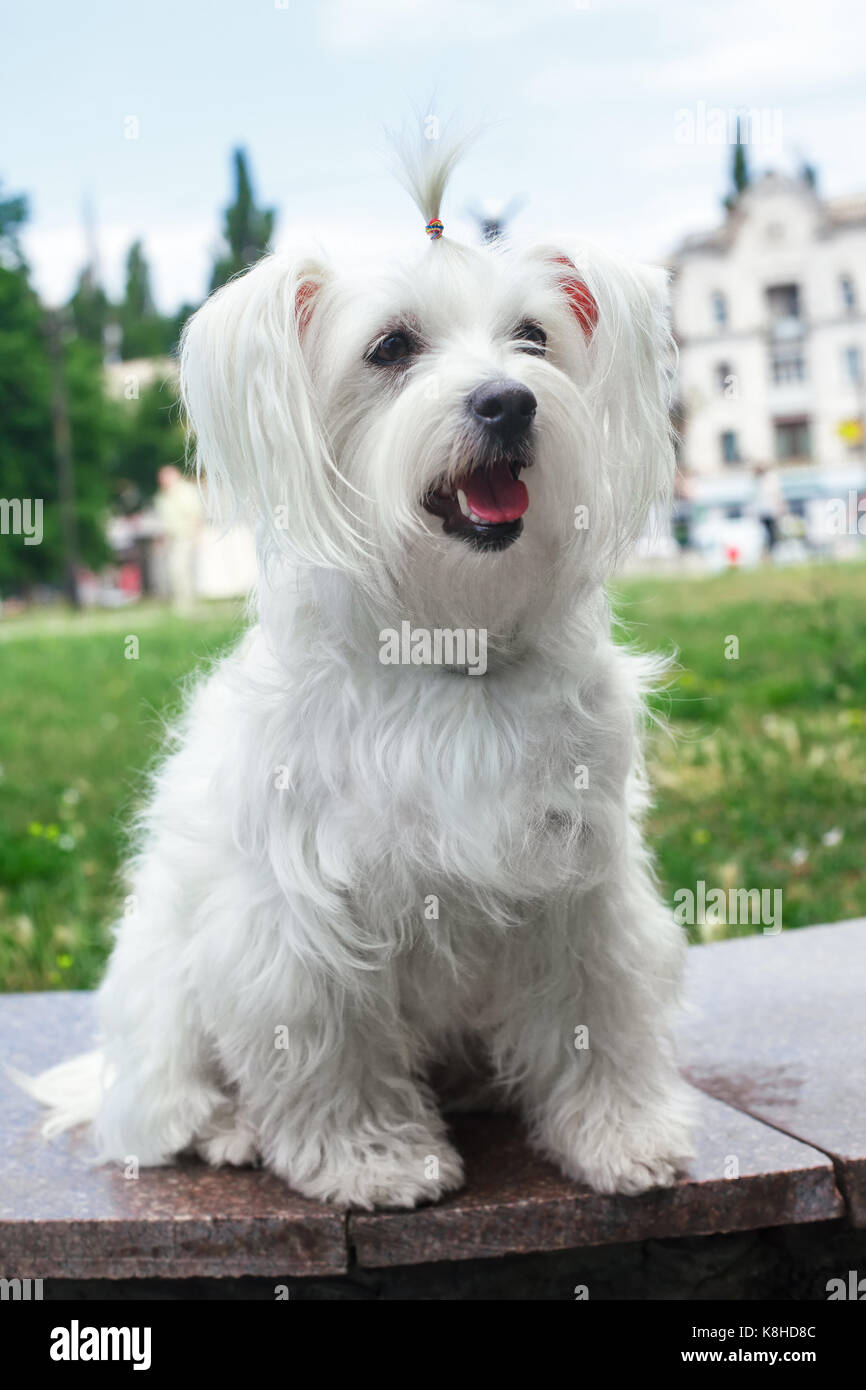 Flauschigen weißen Hund in der Stadt Süßen Stockfoto