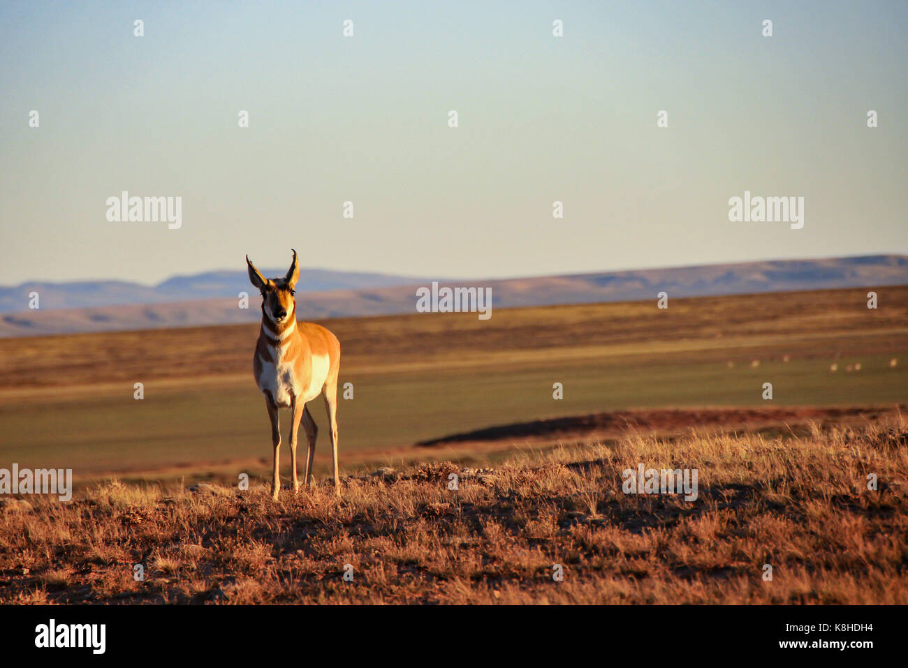 Das PRONGHORN (Antilocapra americana) auf einer Wiese in uns Stockfoto