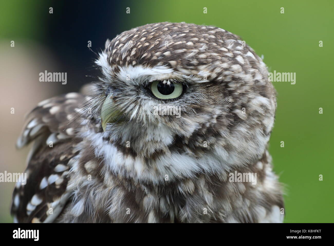 Steinkauz, Athene noctua, hautnah. Walworth Castle GROSSBRITANNIEN Stockfoto