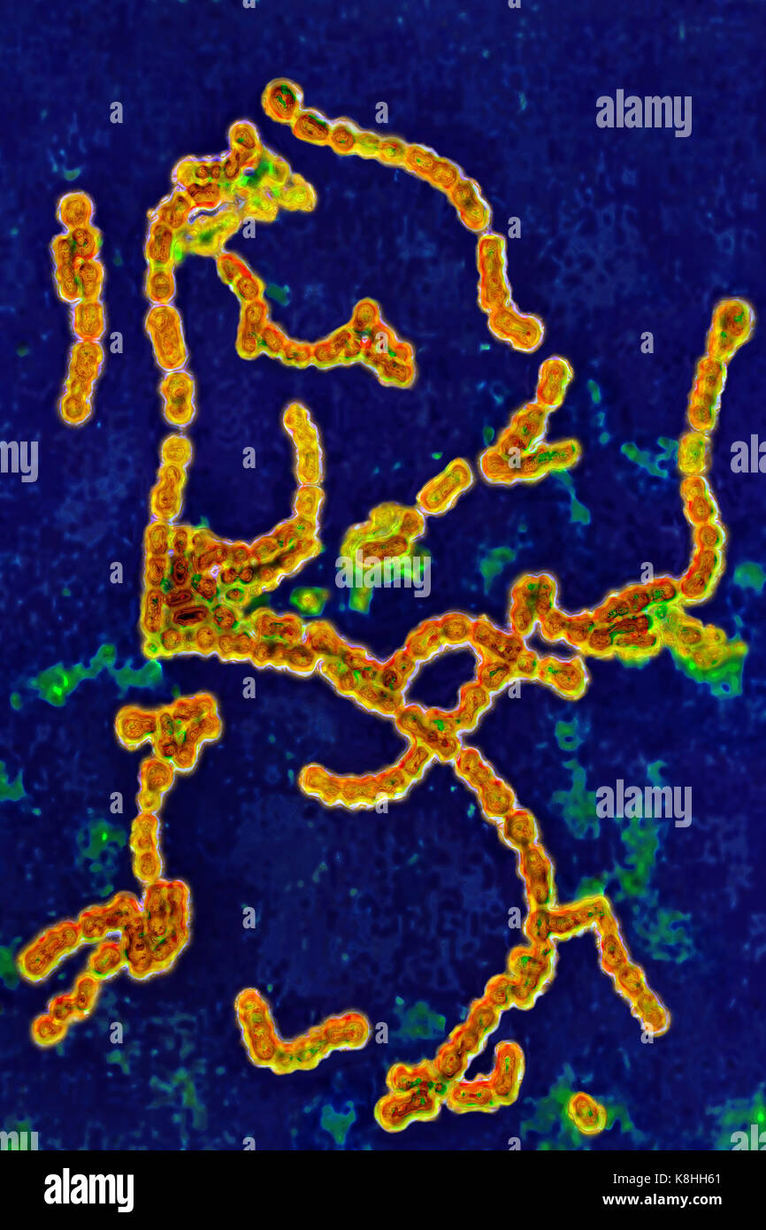 STREPTOCOCCUS PYOGENES Stockfoto