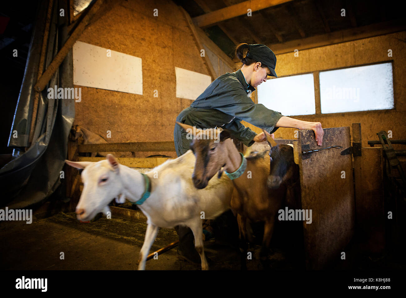 Ziegenhof Stockfoto