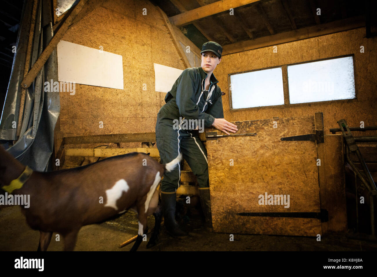 Ziegenhof Stockfoto