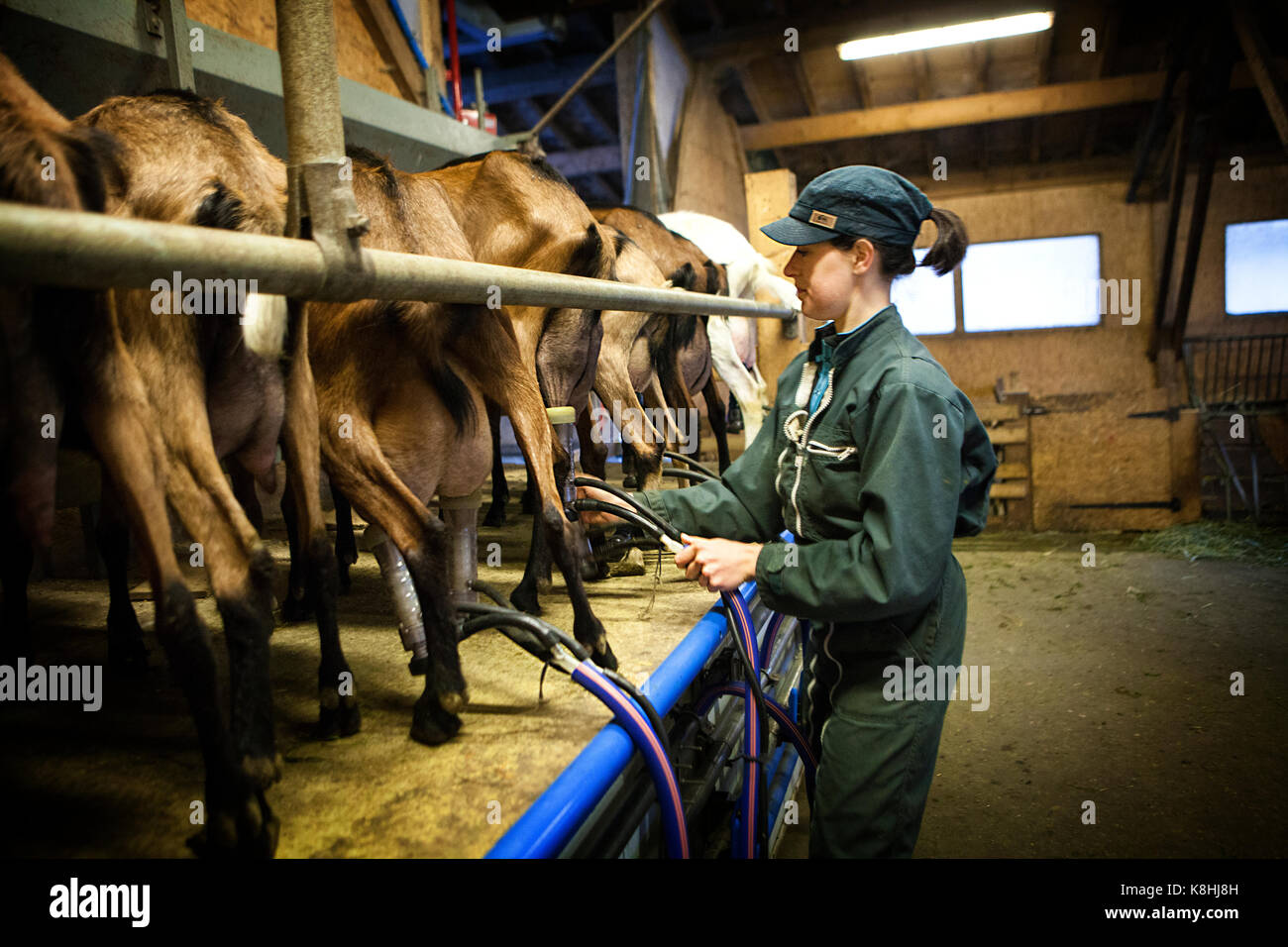 Ziegenhof Stockfoto