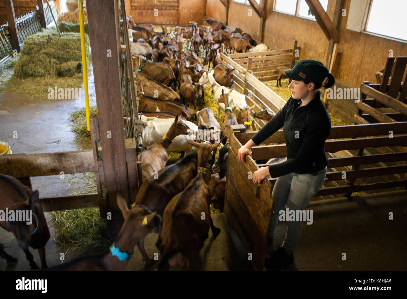 Ziegenhof Stockfoto