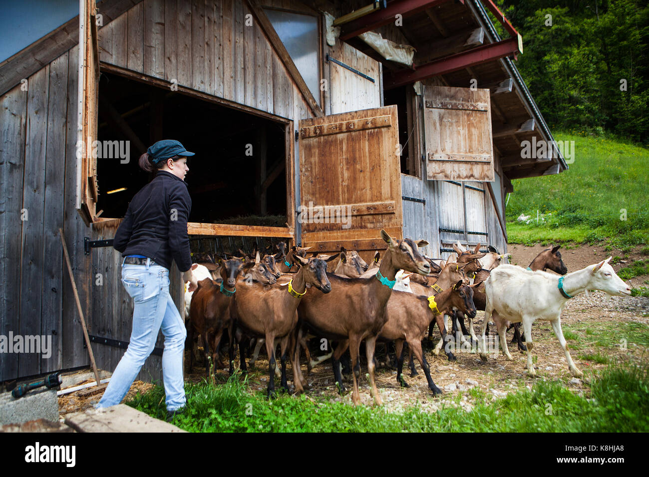 Ziegenhof Stockfoto