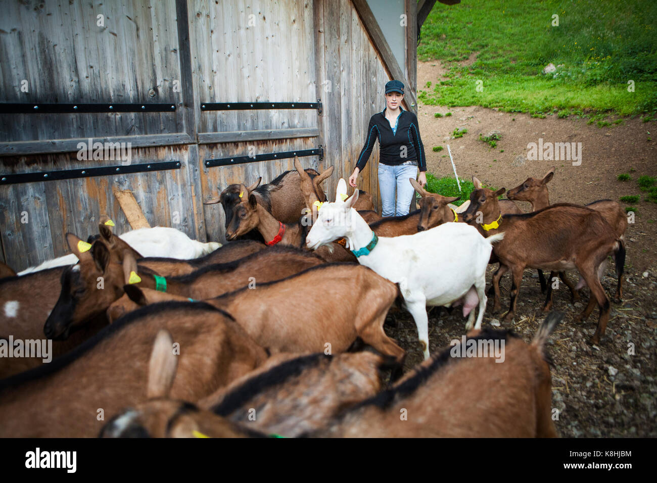 Ziegenhof Stockfoto