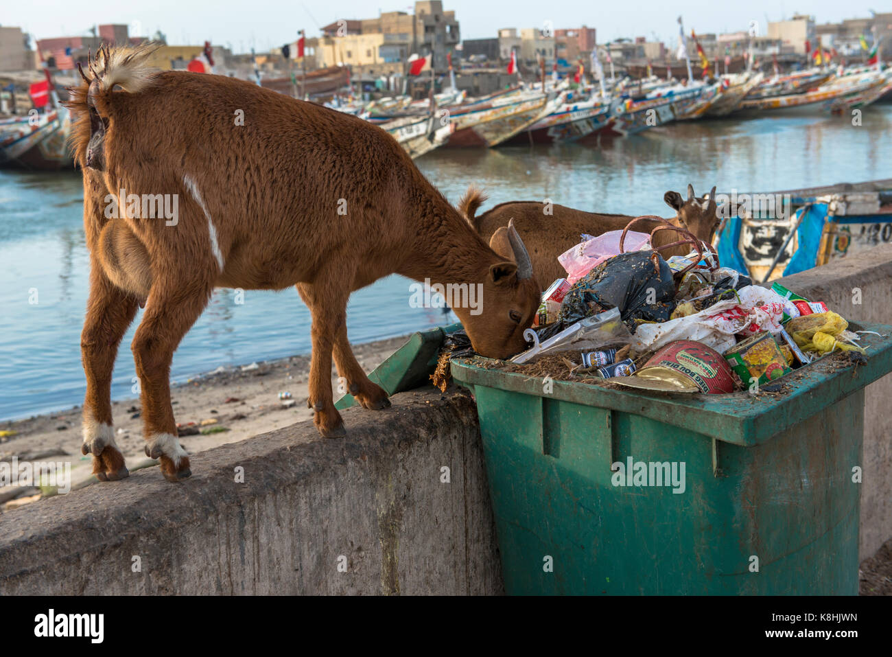 Die Schafe zu durchschrecken. senegal. Stockfoto