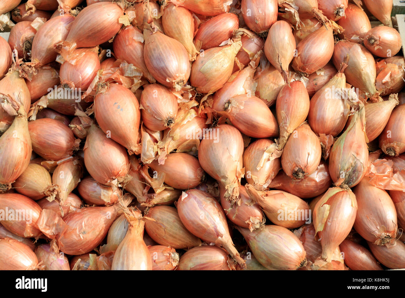 Schalotten auf dem Markt. Frankreich. Stockfoto