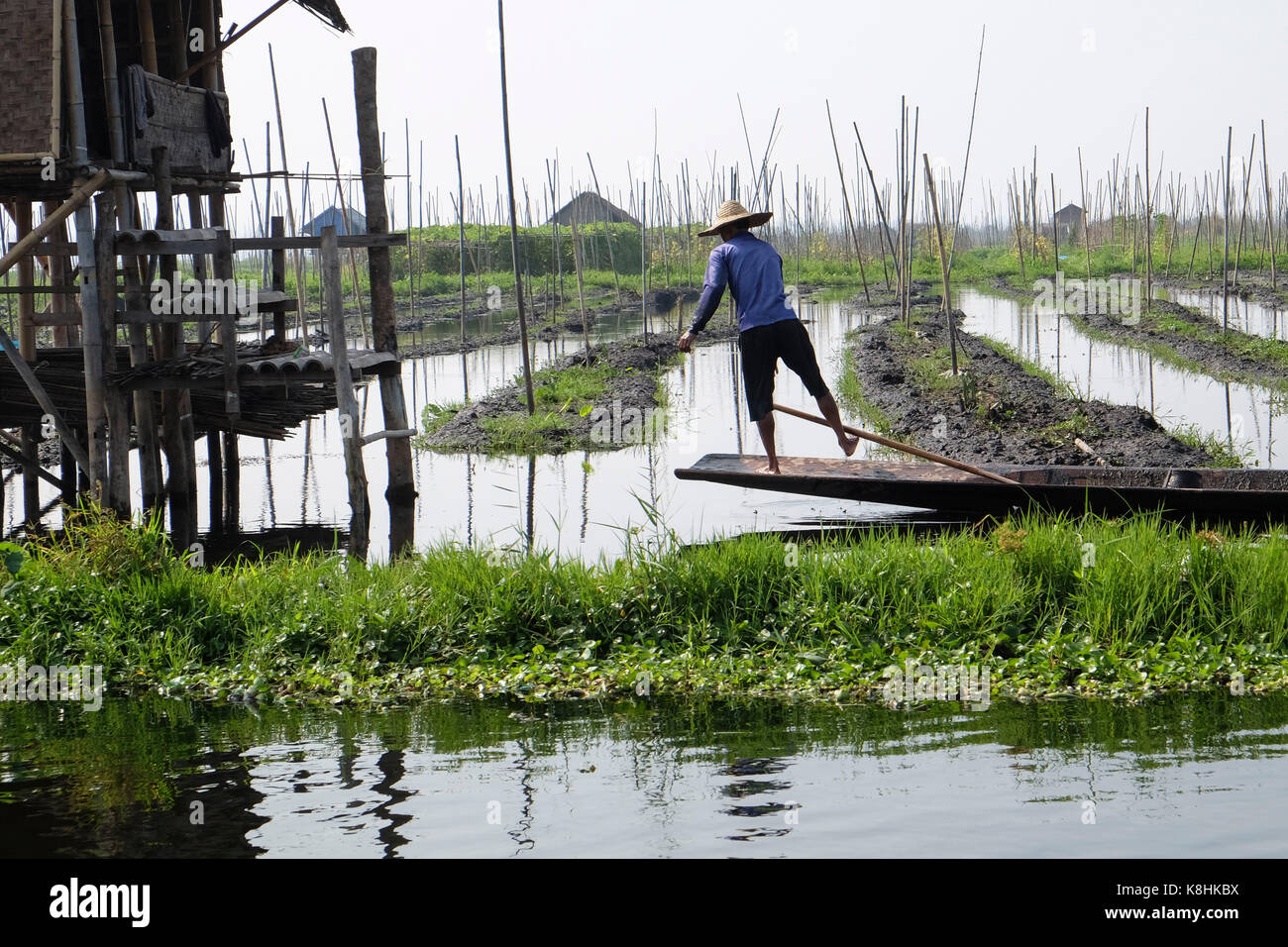 Burma, Myanmar: Mann auf einem Schiff in der Mitte der schwimmenden Gärten, die Inle See, Land der Intha. Landwirtschaft Stockfoto
