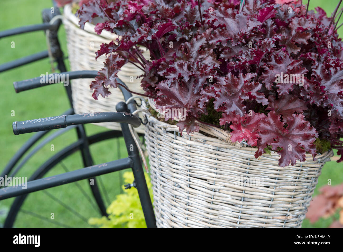 Heuchera 'schwarzem Taft '/Coral Bells Pflanzen in ein Fahrrad Korb auf einem Kindergarten Anzeige an der RHS Wisley Herbst flower show. Surrey. Großbritannien Stockfoto