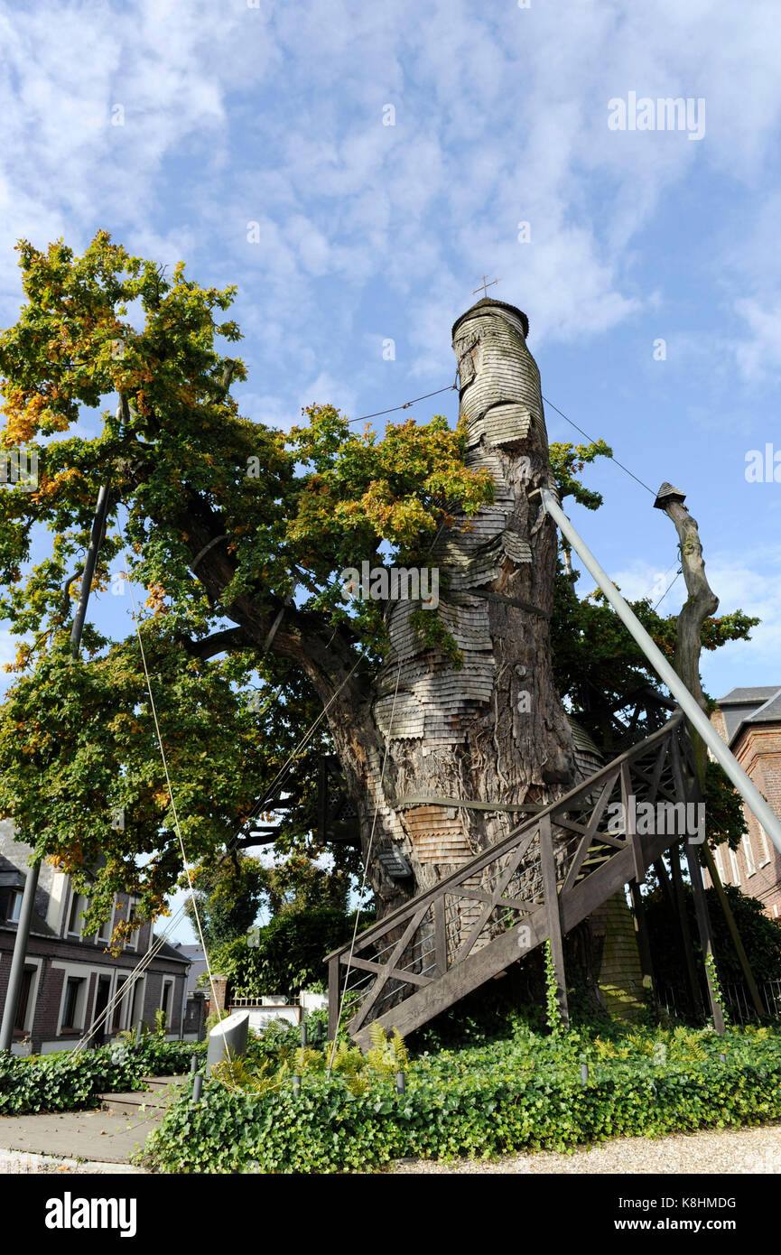 Oak Tree' chene Chapelle' in Allouville-Bellefosse, im Pays de Caux, einer natürlichen Region im Norden Frankreichs. Es ist die älteste bekannte Baum in Frankreich Stockfoto