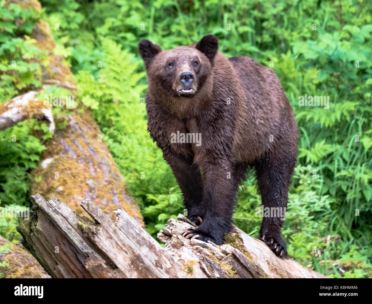 Mutter Grizzly Stockfoto