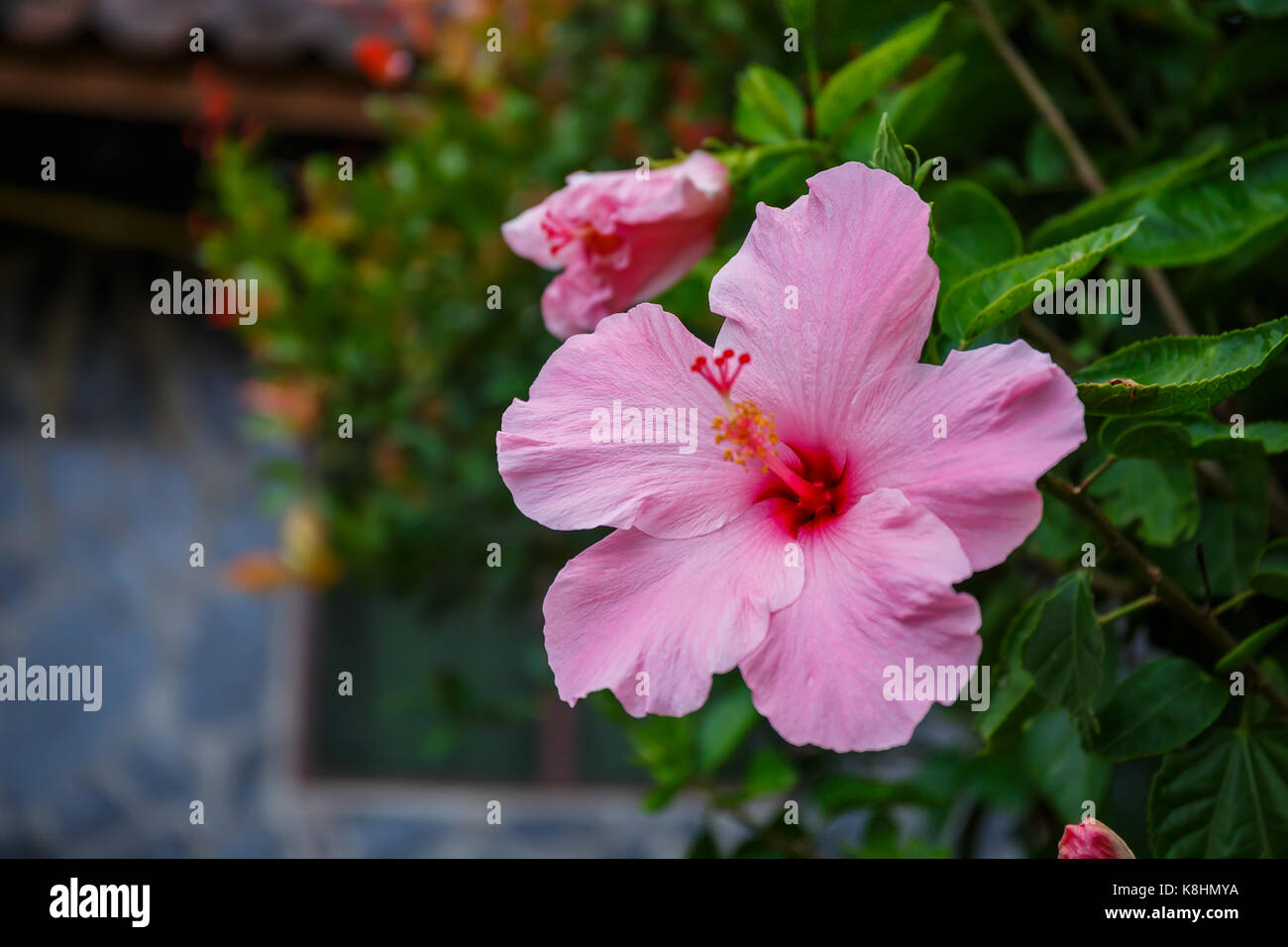 Garten baum malve Fotos und Bildmaterial in hoher Auflösung Alamy
