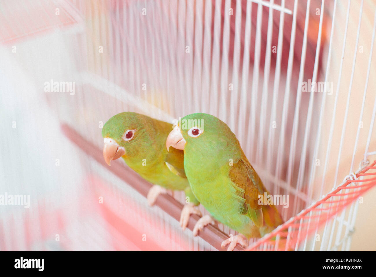 Hohe Betrachtungswinkel von Papageien im Käfig Stockfoto