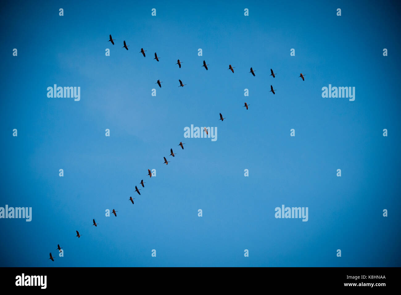 Low Angle View der Schwarm Vögel gegen Himmel fliegen Stockfoto